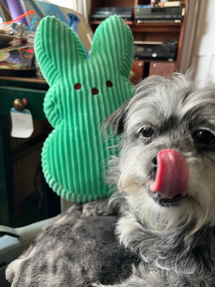 Scruffy grey dog next to a large green stuffed peeps bunny. Dog is licking her chops. 