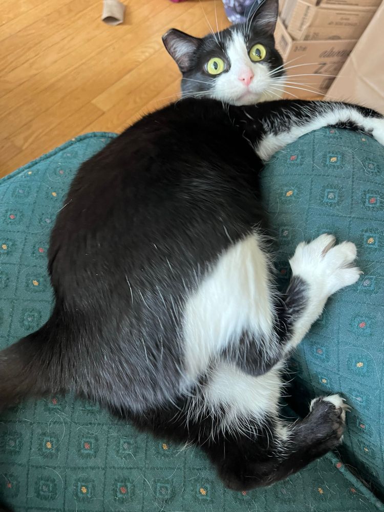 Tuxedo cat on the green comfy chair. Eyes wide open, claws imbedded in the arm of the chair, heart focused on mischief. 