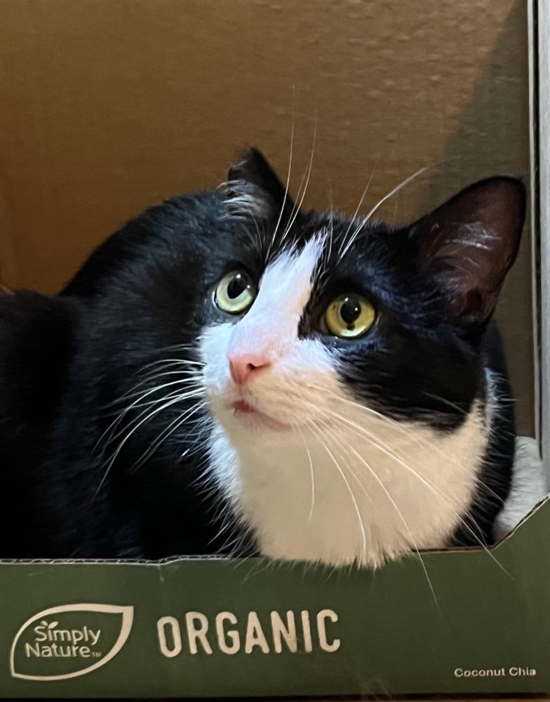 Tuxedo cat in a food display box that reads, “Simply Nature: Organic.”