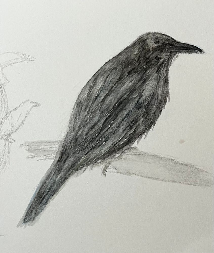 A watercolour painting of a crow by me because all I know is birds 