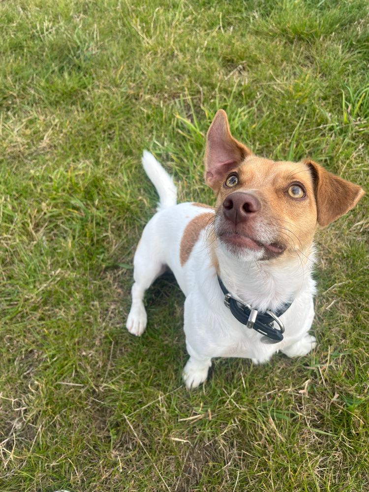 Bono, Murdo’s friend who is a Jack Russell terrier with tan markings and amber eyes 