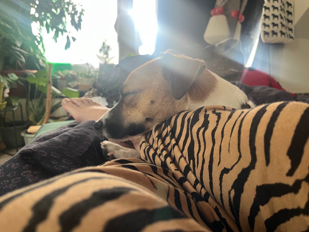 Murdo sleeping with his paw under one leg and his head on top of the leg 