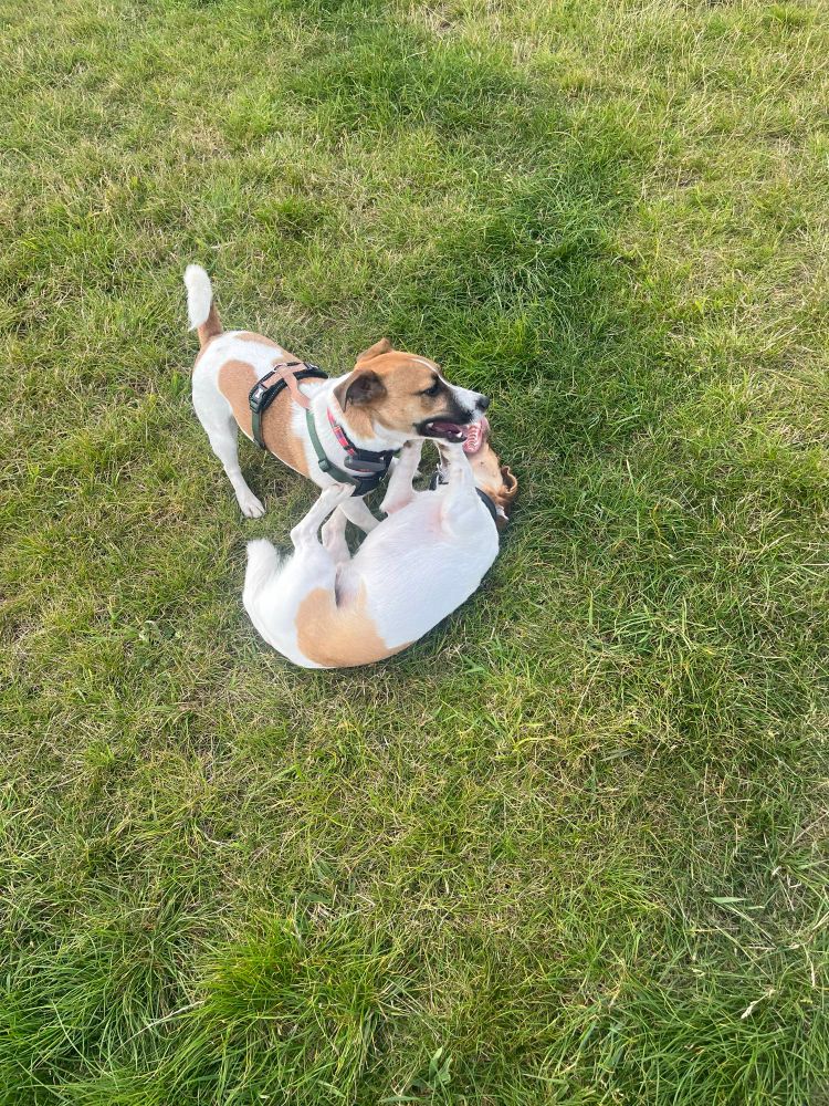 two Jack Russells having a play fight 
