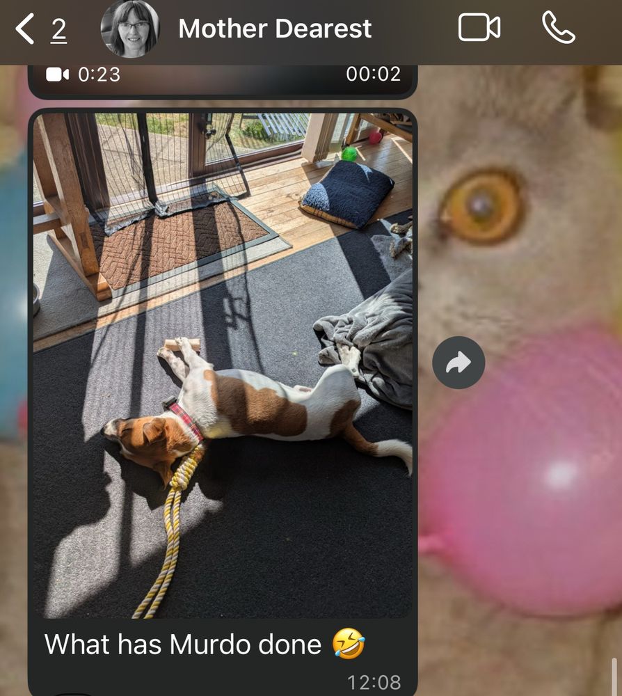 A message from my mum on WhatsApp of Murdo lying in the sunshine on one of his toys and she has erased the ball so it looks like he’s being hung (he’s not) 