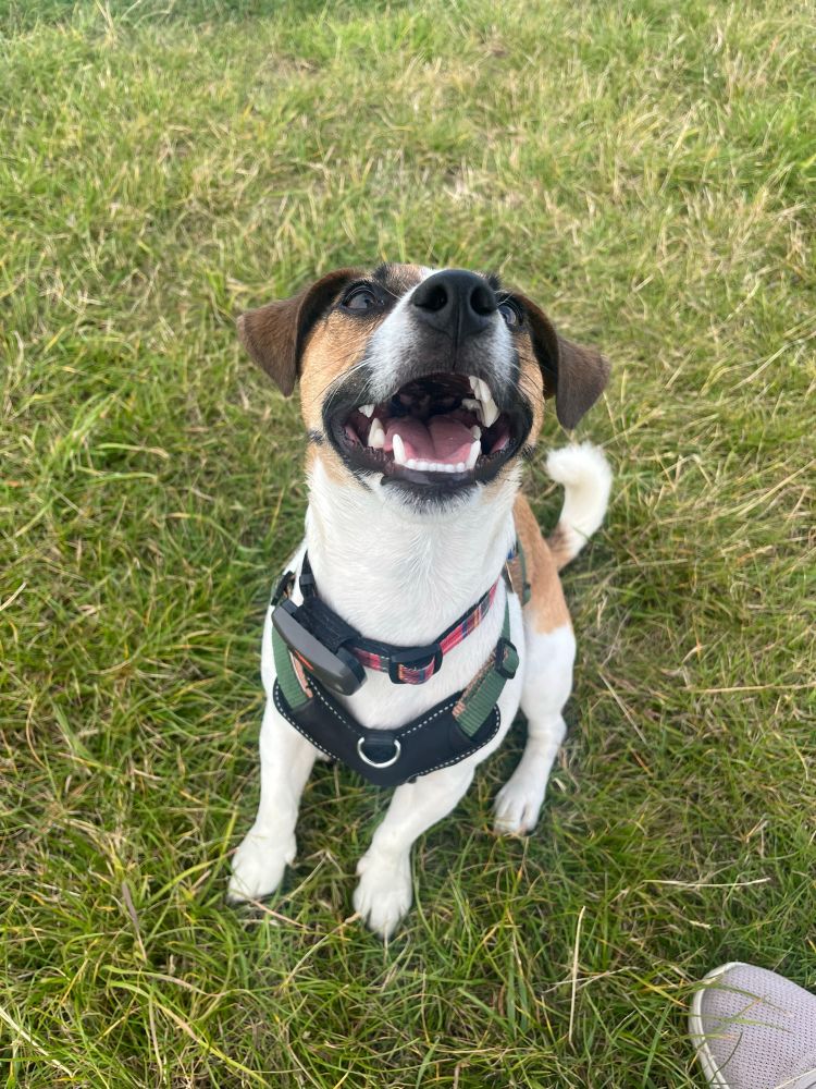 Murdo, a Jack Russell terrier with Black and Tan markings on his face and brown eyes 