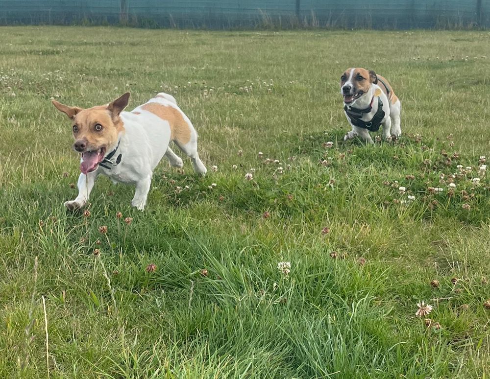 Two Jack Russells running around in a field 