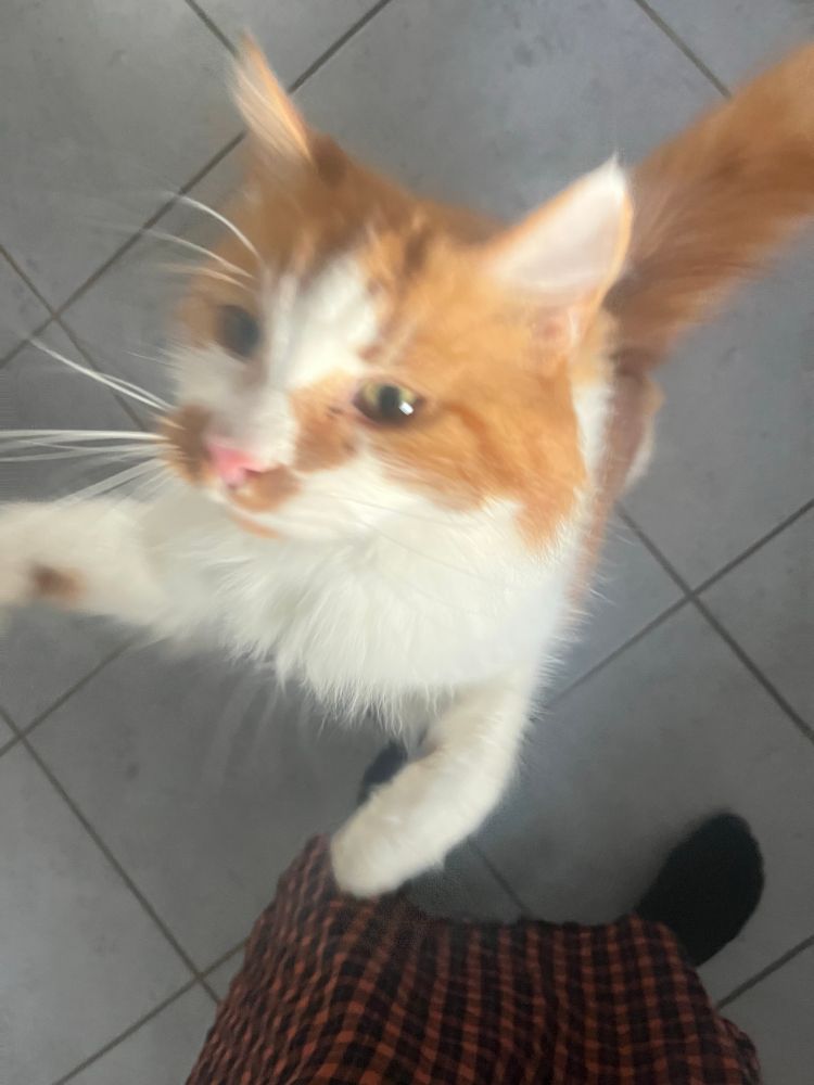 Feather jumping up for treats 