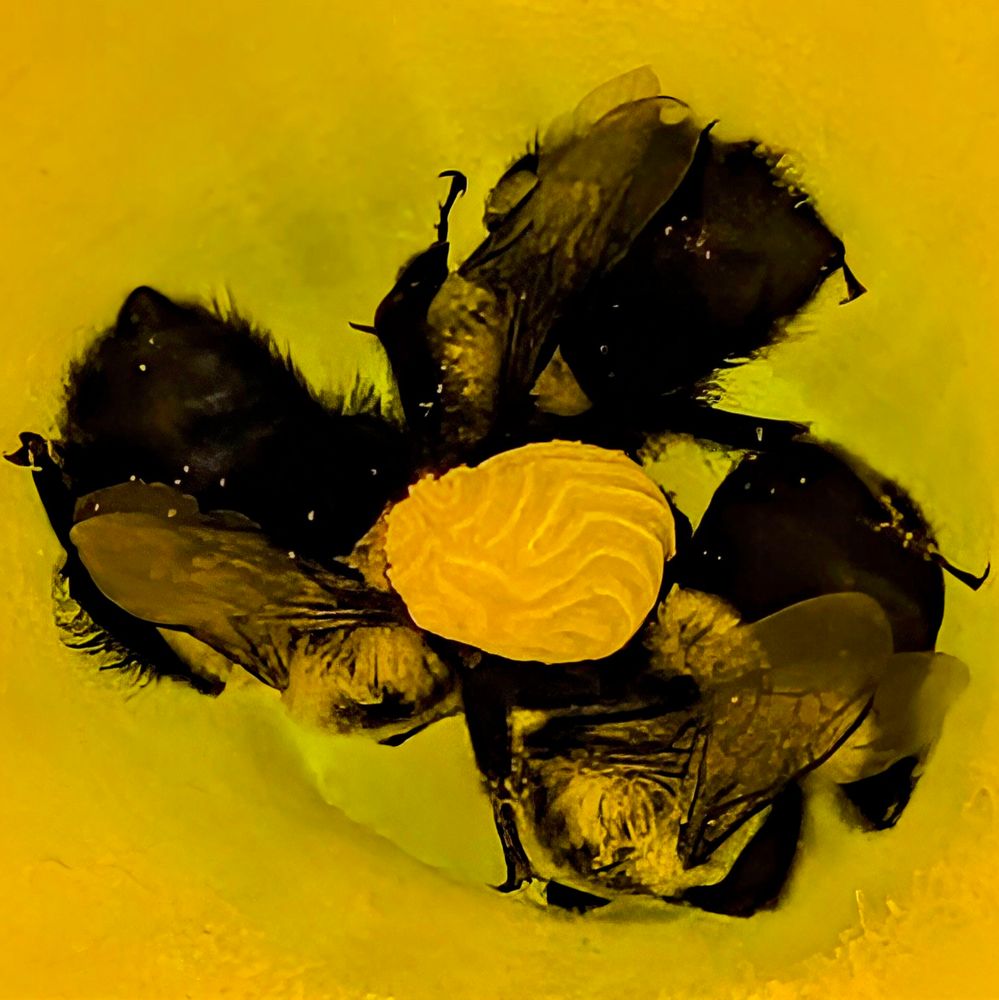 A picture of the inside of a yellow squash flower and three bumblebees sleeping.