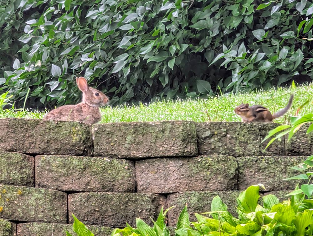 A picture of a rabbit and a chipmunk on a retaining wall.