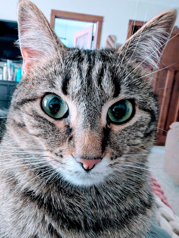 A closeup of my cat with brown and black fur and big green eyes.