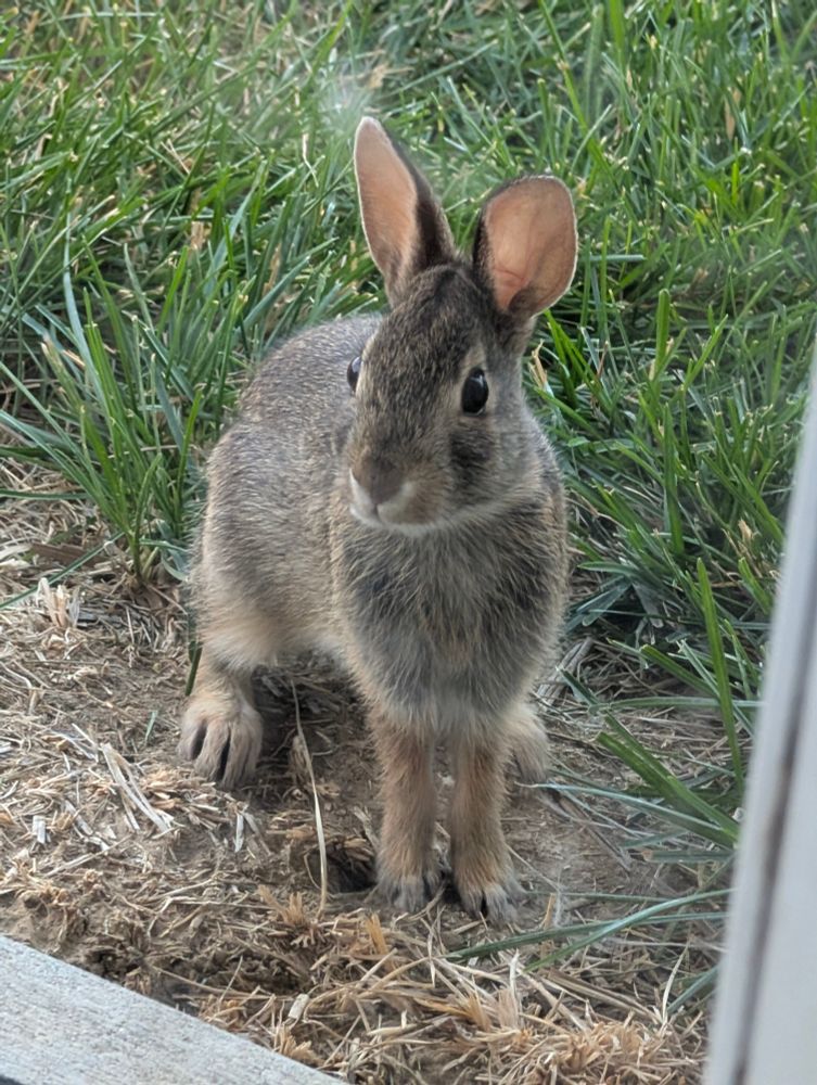 A picture of a young grey rabbit just a couple of feet away from the sliding glass door that I was standing behind.