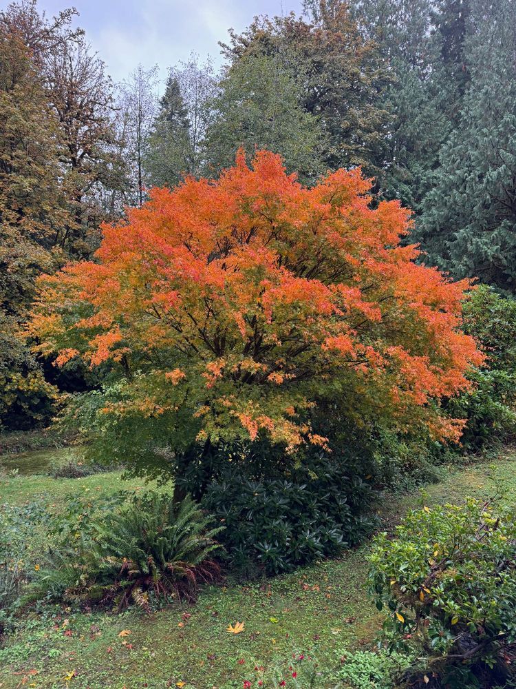 A Japanese maple fills the center frame, trunk and branches dark, leaves highlighted in gold and orange