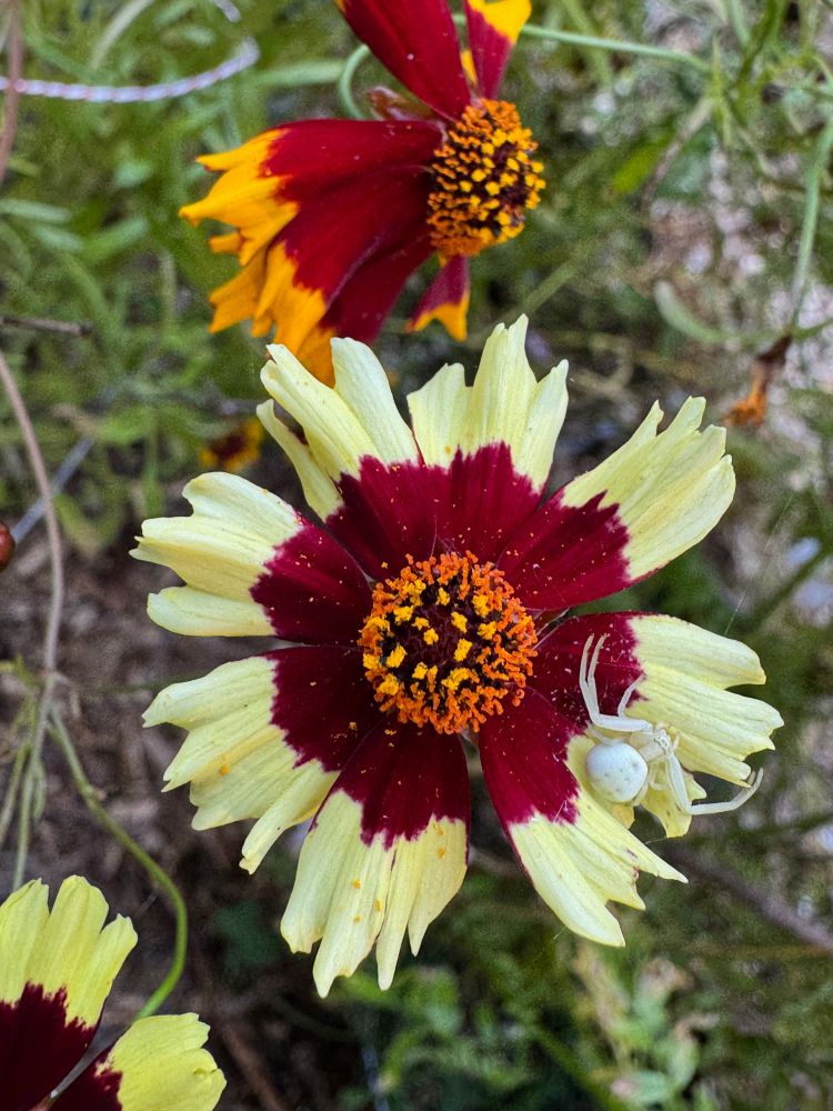 The central frame has a coreopsis bloom with cream-colored outer petals, a burgundy middle layer, and orange sepals laden with pollen. A cream-color crab spider is partly camouflaged on the cream outer petal