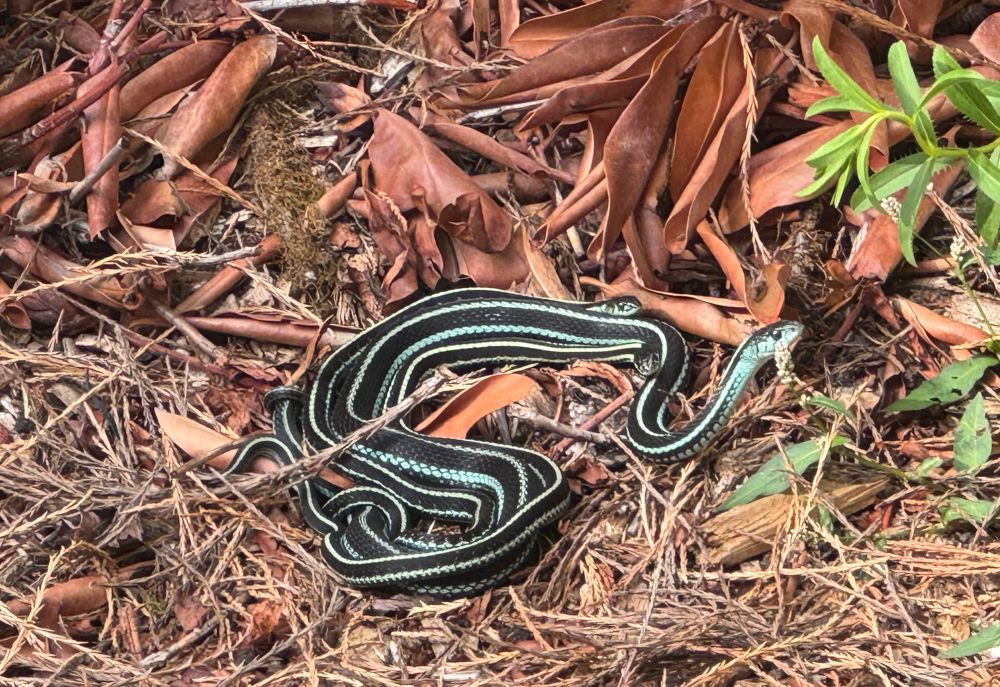 A trio of semi-intertwined garter snakes