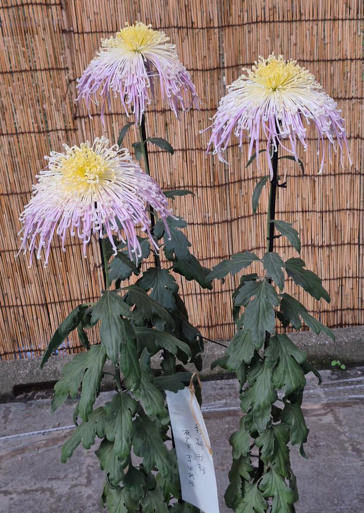 Drei weitere Chrysanthemen, diese sind nicht der bauschigen Form entsprechend sondern fallen mit den Blütenblättern (farblich innen gelb, nach außen hin weißlich und dann rosa im Übergang) eher von der Mitte ausgehend nach unten weg, fast wie ein Regenschirm.