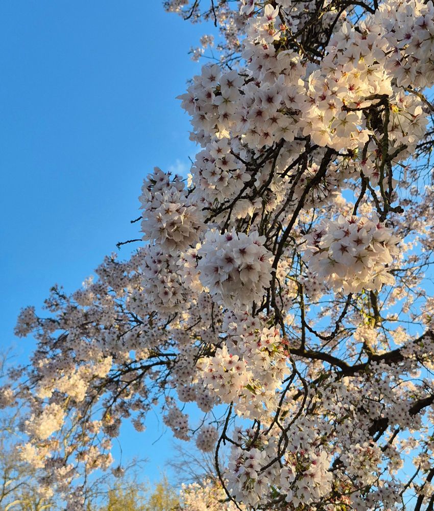 Äste mit blühenden weißen Kirschblüten