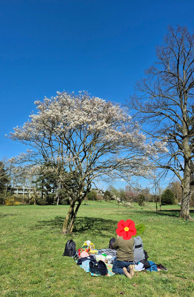 Ein Kirschbaum (leider noch nicht in voller Blüte) auf einer Wiese, darunter Picknickdecken aufgebaut samt Gepäck/Rucksäcke der Picknickteilnehmer*innen drum herum 