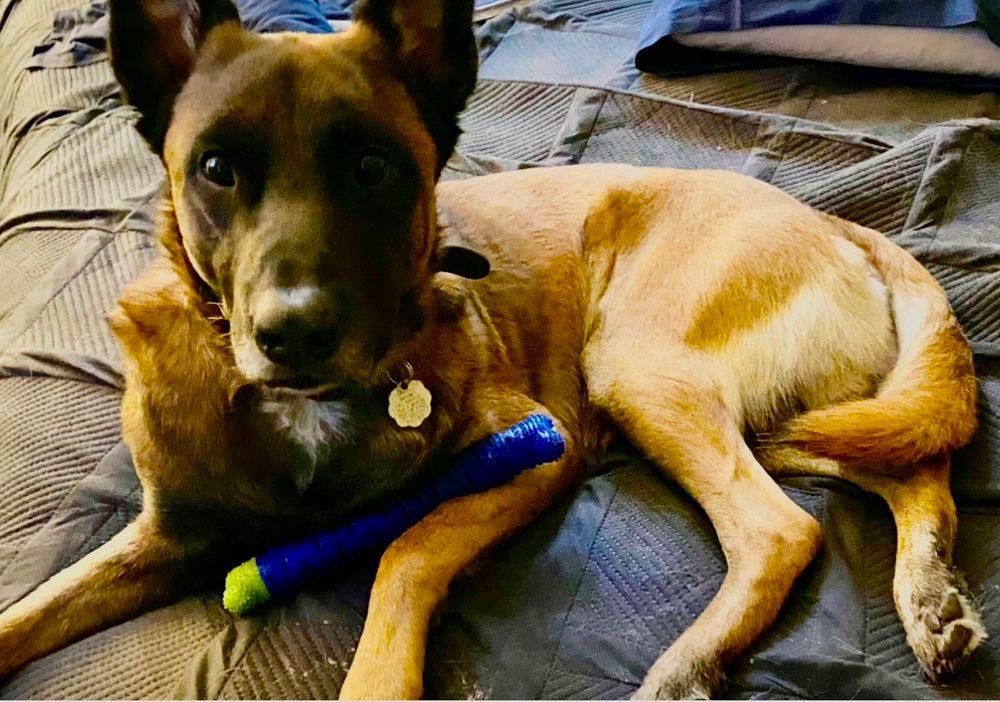 Belgian Malnois dog with toy. 