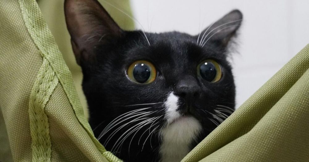 Kater Schröder klaut die bunten BHs seiner Halterin