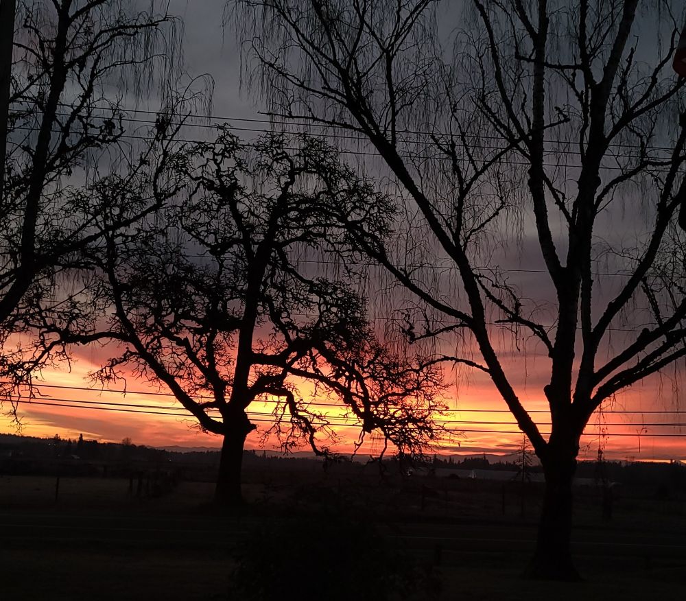 Photo of sunrise with orange and yellow behind tree silhouettes