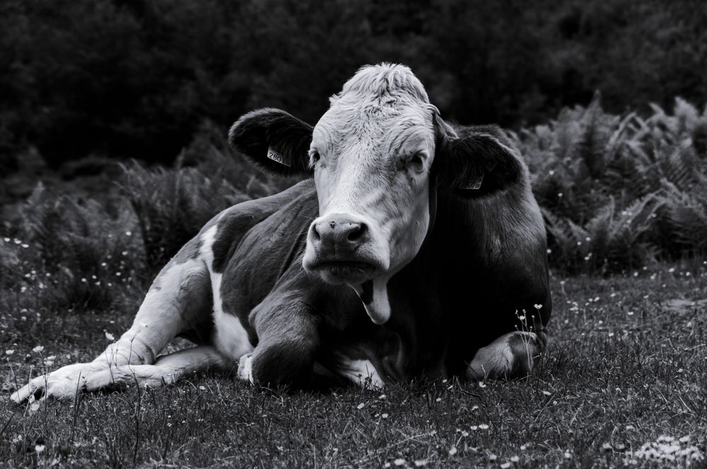 Dramatic moo