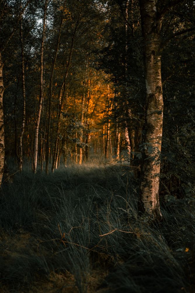 Dreamy dawn