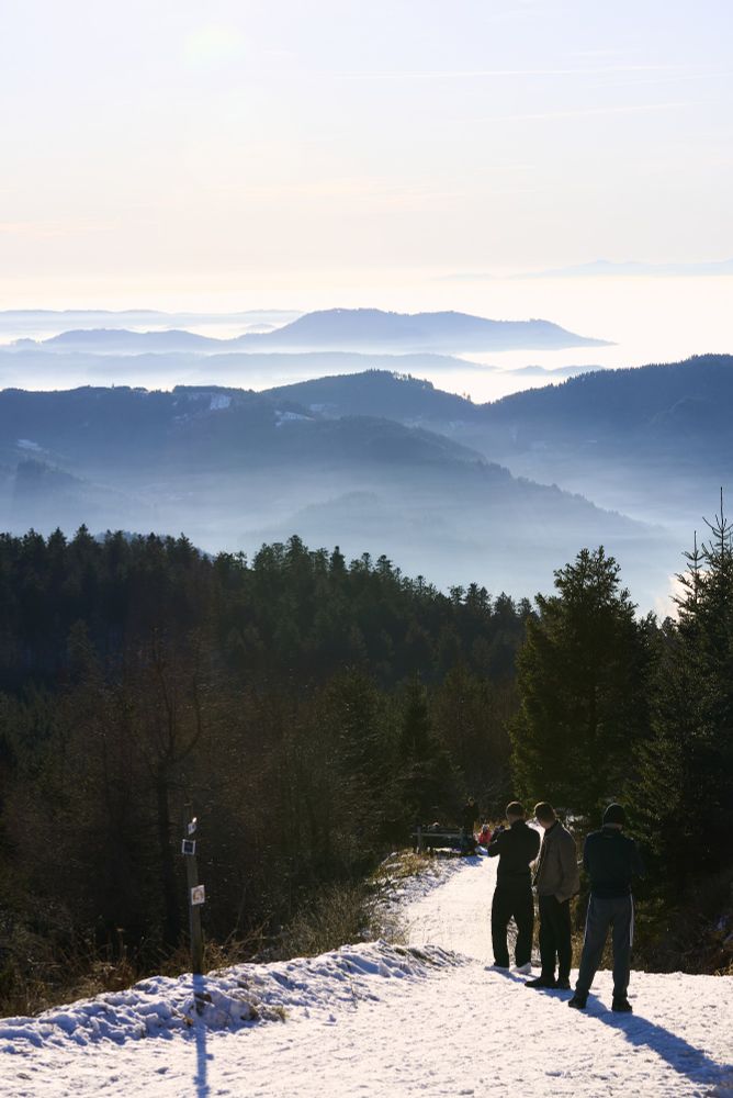 Black forest landscape