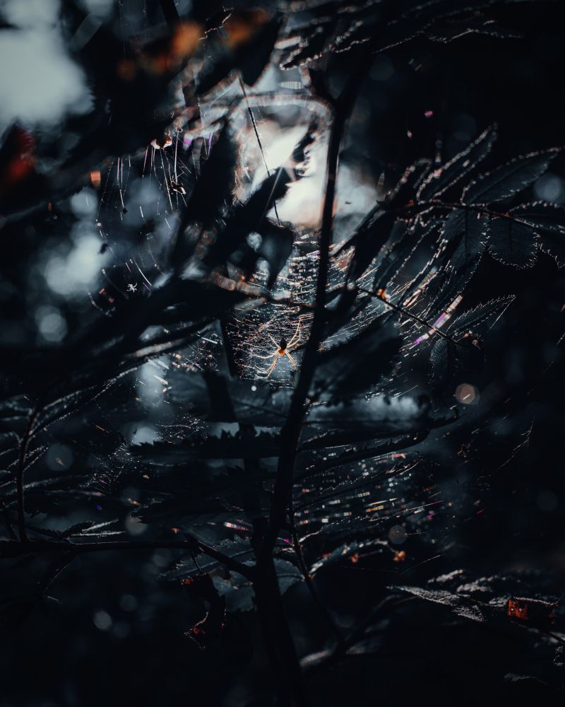 A spider dancing through the silky, crystal-clear feathers of the web under the approaching sunset