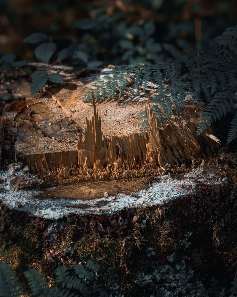 A city scape hidden in a tree stump
