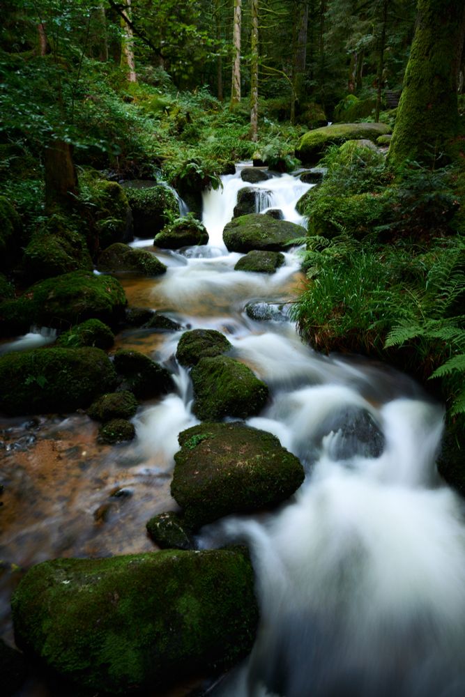 Silky water stream in green woodland