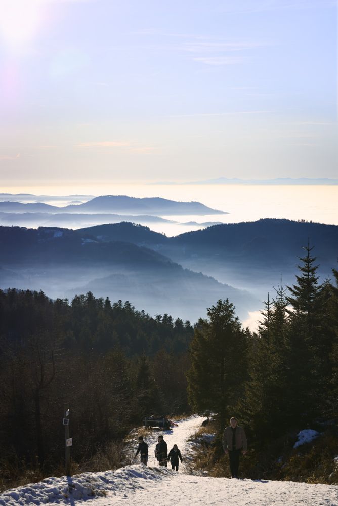 Black forest landscape
