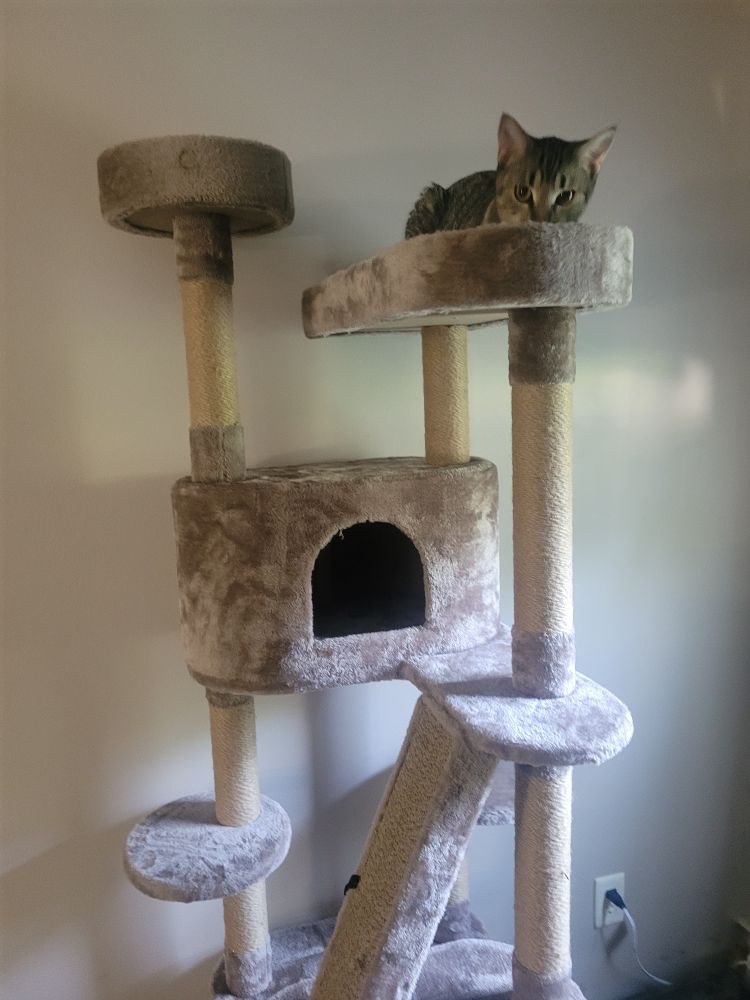 Grey tabby Cheese leers with malice atop cat tree 
