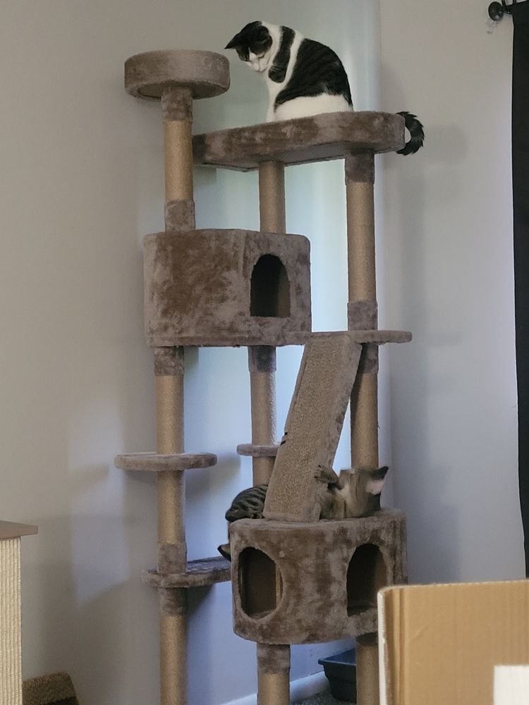 Evil Cheese unleashed her wrath on new cat tree as Ravioli watches in horror