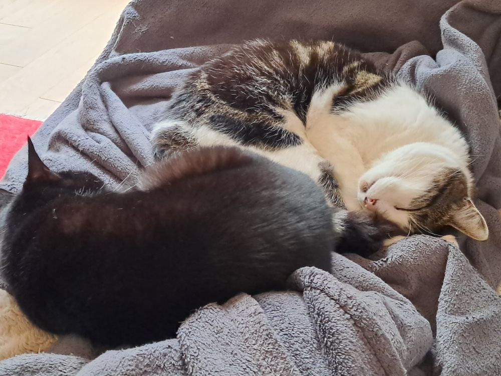 2 cats curled up next to each other on the sofa, they look a little like the yin & yang symbol. 