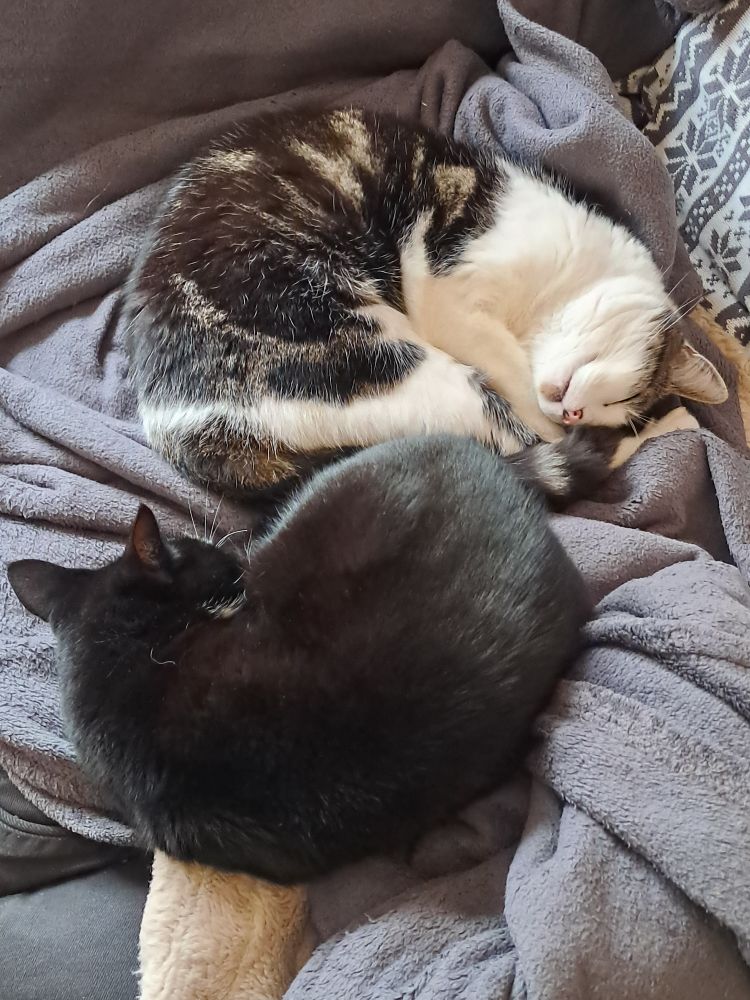 2 cats curled up next to each other on the sofa, they look a little like the yin & yang symbol. 