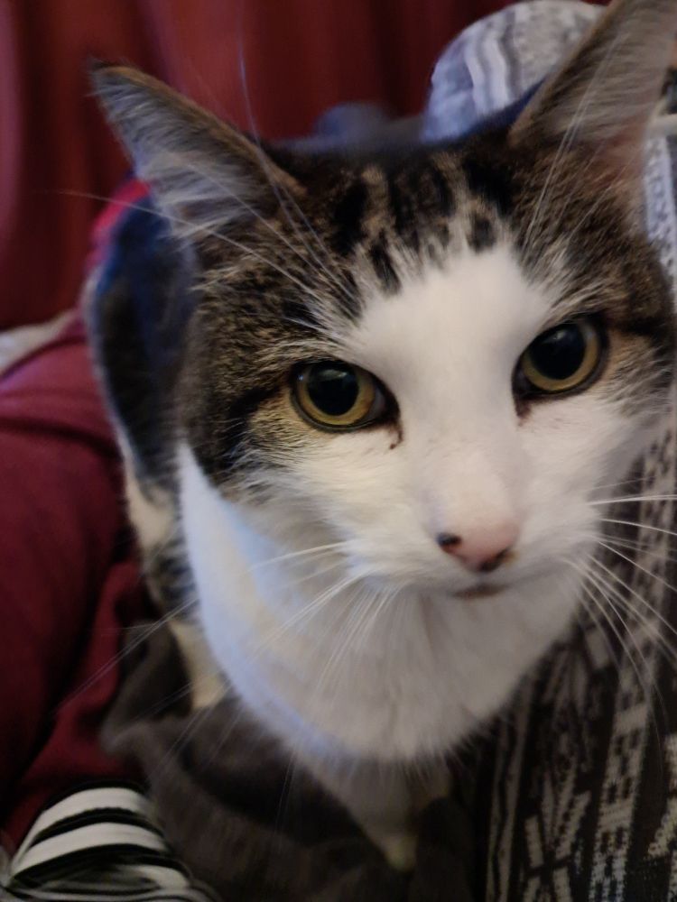 The face of a tabby and white cat looking directly into the camera. He has just landed next to me wanting a snuggle & a bit of attention. 