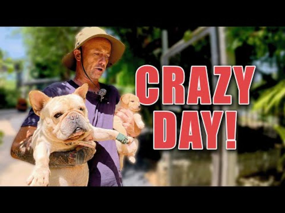 Saving dogs lives - Behind the scenes in a Thai rescue