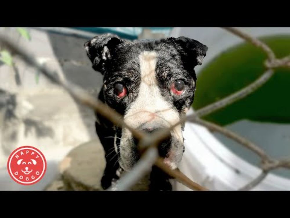 Neglected and in Agony - This Bulldog Was Dying in Silence Until We Stepped In...