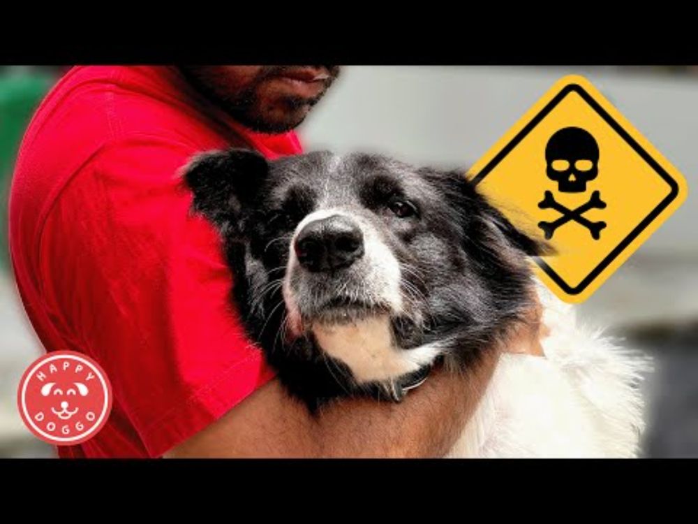 They Didn't Deserve This: Dogs Poisoned Near Our Shelter