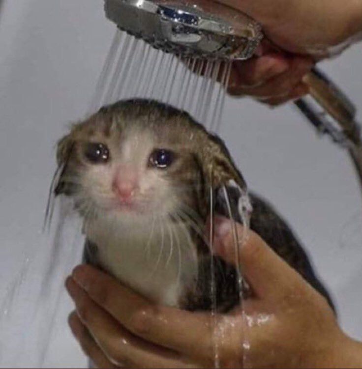 a sad cat being showered