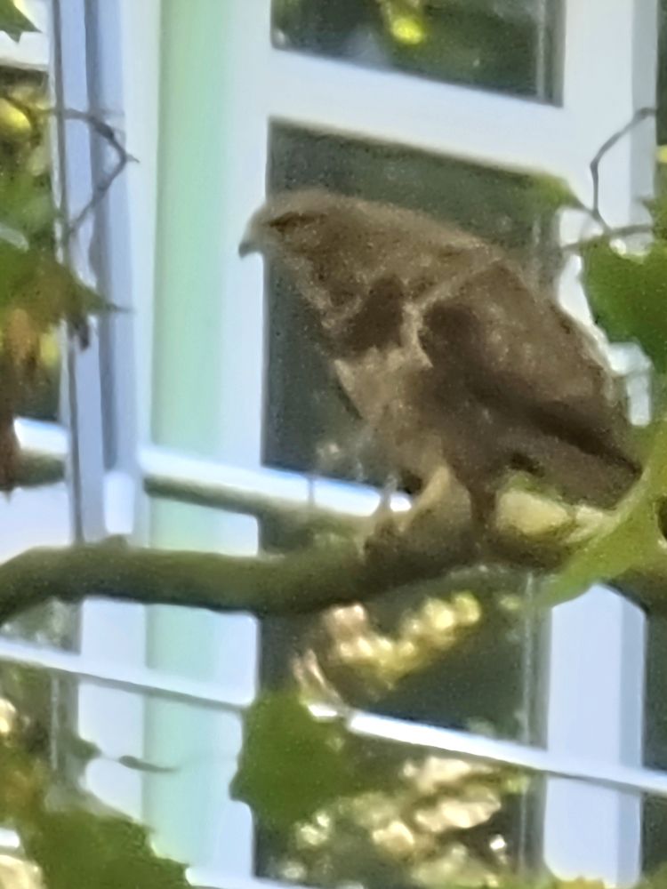 Gezoomtes Foto von einem braunen Vogel in einem Baum