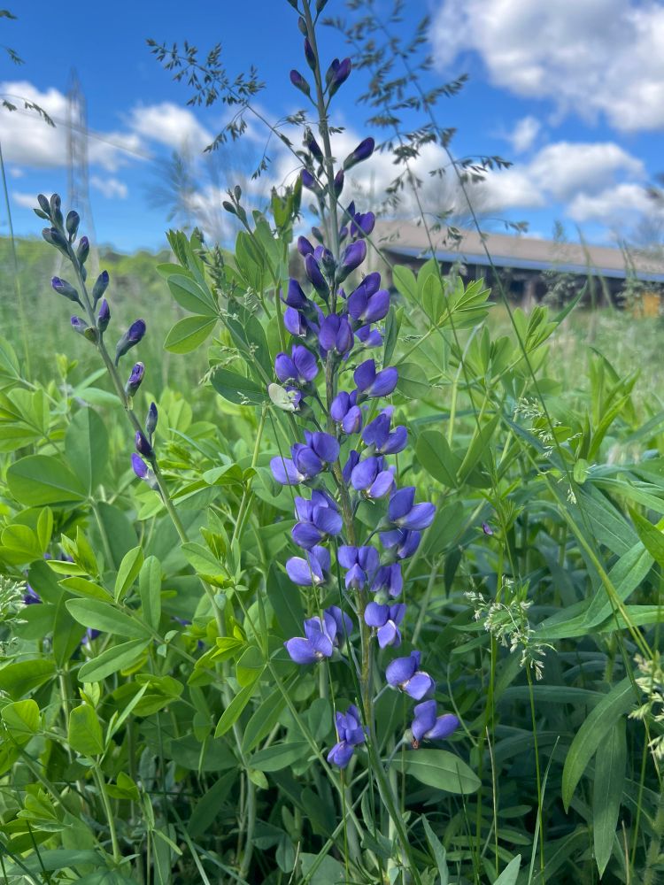 Tall blue wild indigo (Baptisia australis)