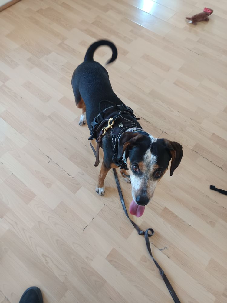 Photo de ma chienne tricolore croisée teckel épagneul sur le sol du nouvel appartement, son jouet peluche teckel en arrière plan 