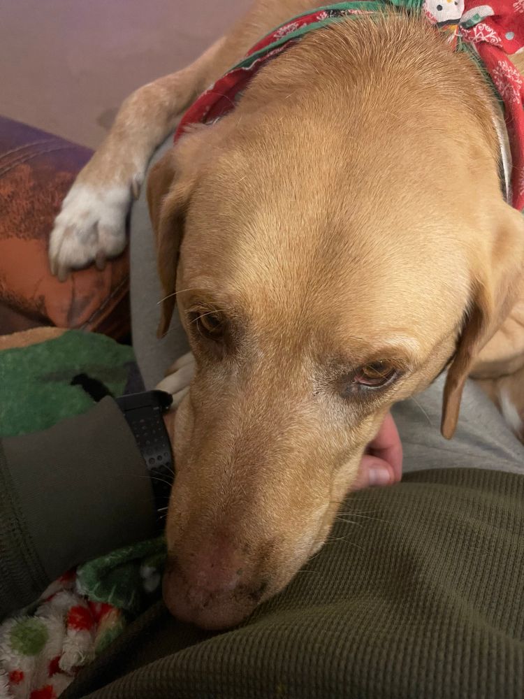 A 75-pound lab-pit mix who thinks he's a lap dog. 