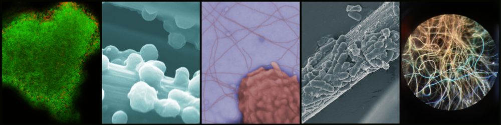 Electroactive microorganisms