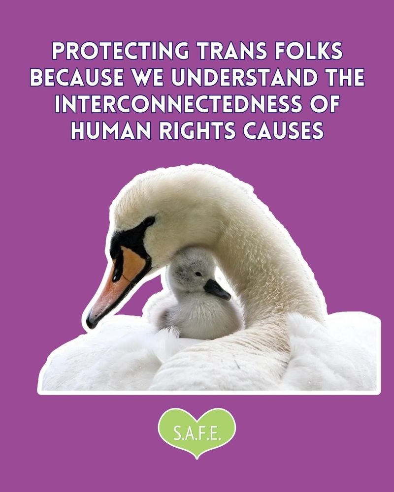 Purple background. Text reads protecting trans folk because we understand the interconnectedness of human rights causes. Picture shows a mother swan protecting a cute little cygnet. Lyme green safe heart logo to the bottom.