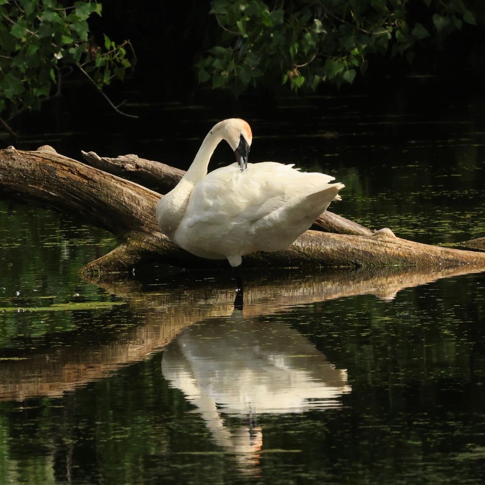 A swan preening its white feathers with its large black bill. The bird is resting on the shore of a wooded lake next to the brown trunk of a downed tree. The brilliant white bird is set against a dark green forest, with the bird and tree trunk reflected in the water. 