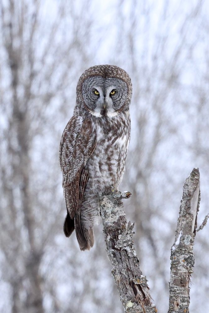 A speckled gray, brown, and white owl perfectly blends into its winter landscape. Its round head and piercing yellow eyes are turned towards the viewer. 