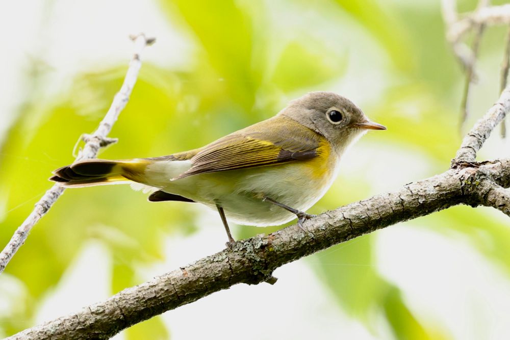 An American Redstart on a woody branch. Its white eye ring gray head, yellow breast, and white belly stand in contrast to the defuse green leaves in the background. 