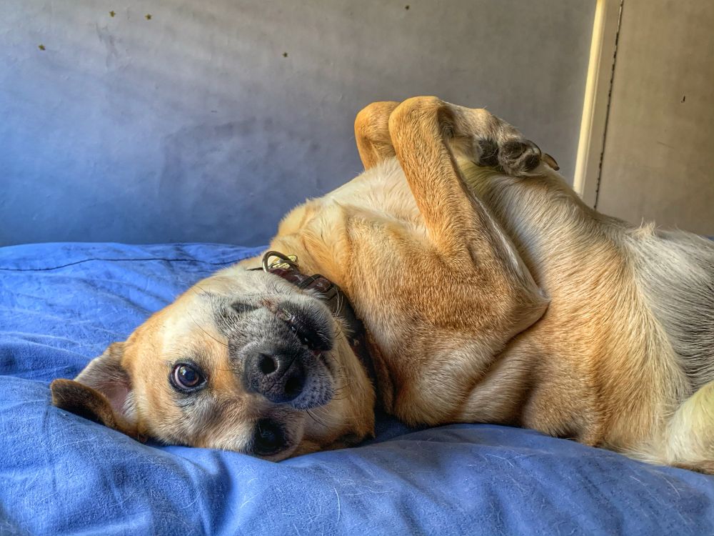Yellow lab mix dog upside down with paws up like a bunny and confused look on her face 